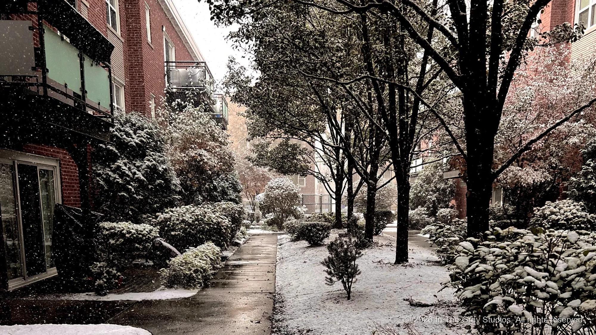 A residential street under fresh snow, bare trees closing over the path