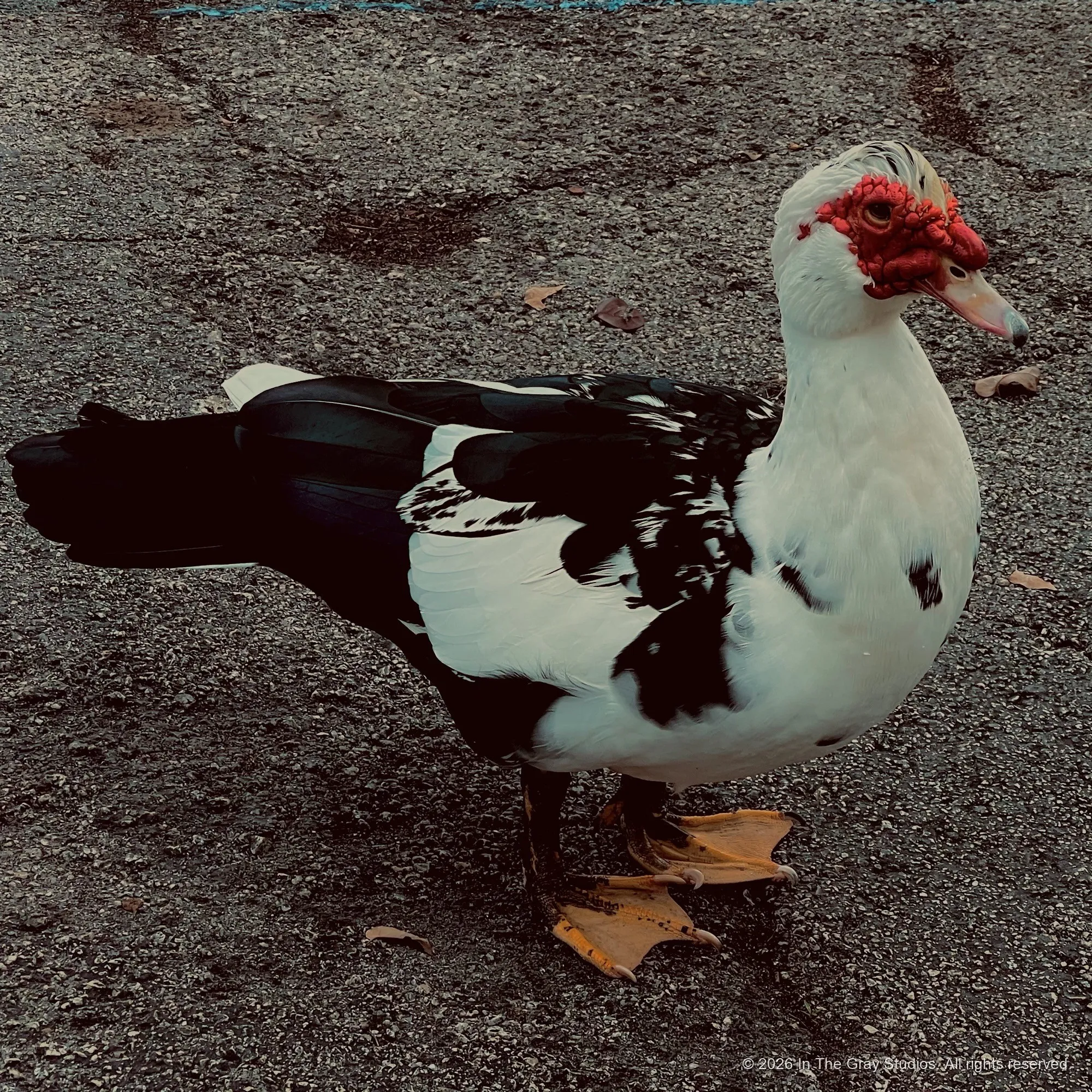 Nature & Animals — photograph by Naimah Gray