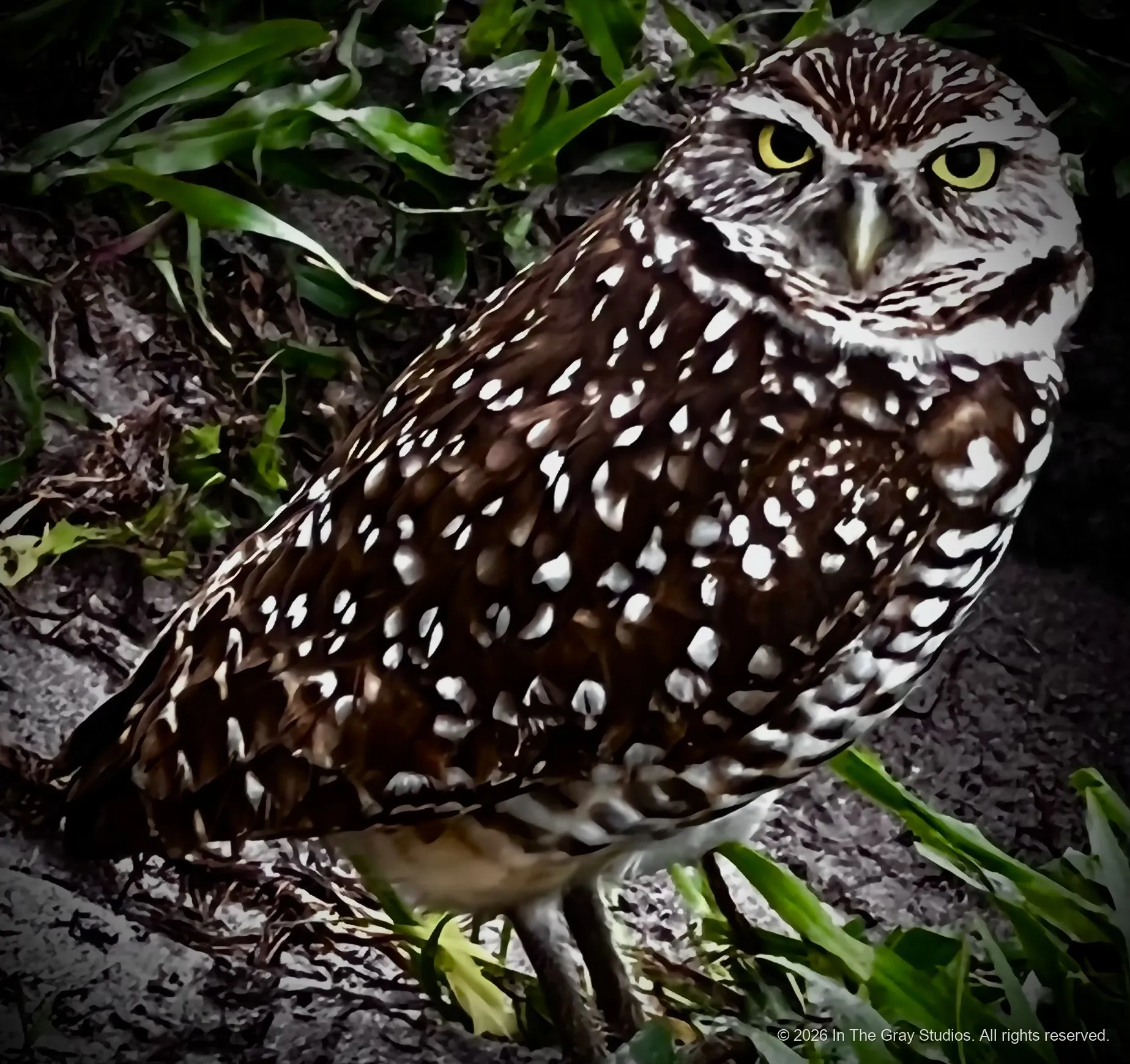 Nature & Animals — photograph by Naimah Gray