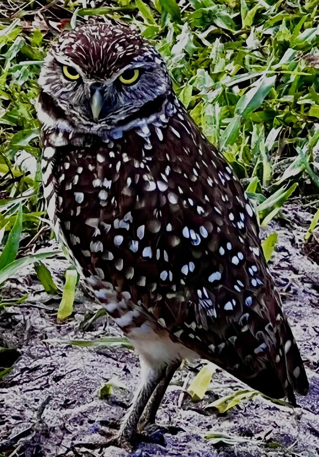 Nature & Animals — photograph by Naimah Gray