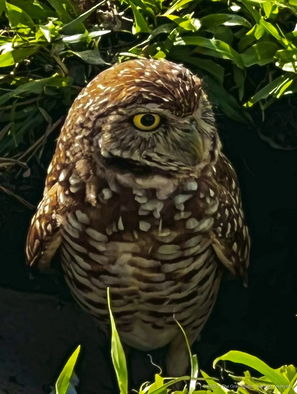 Nature & Animals — photograph by Naimah Gray